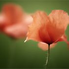 Mohn [1]