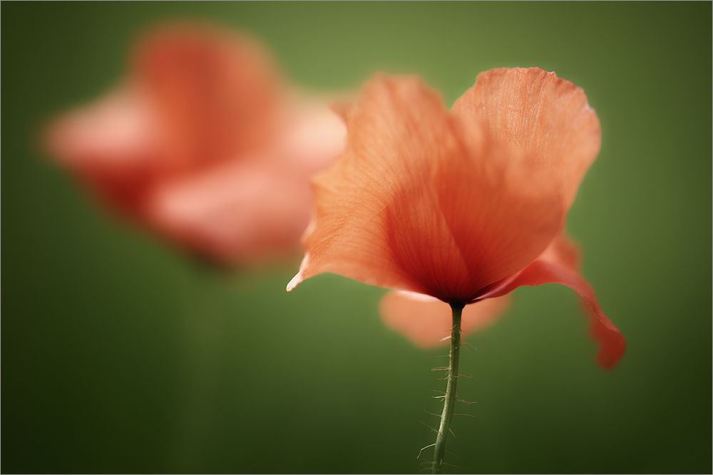 Mohn [1]