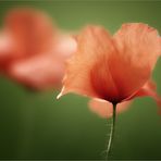 Mohn [1]