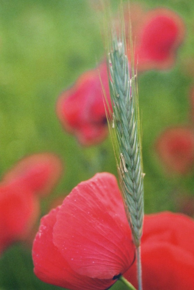 Mohn   - 1 -