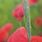 Mohn   - 1 -