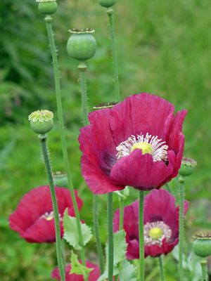 Mohn 1
