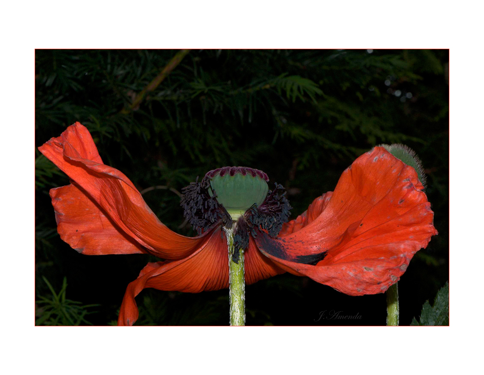 MOHN #1