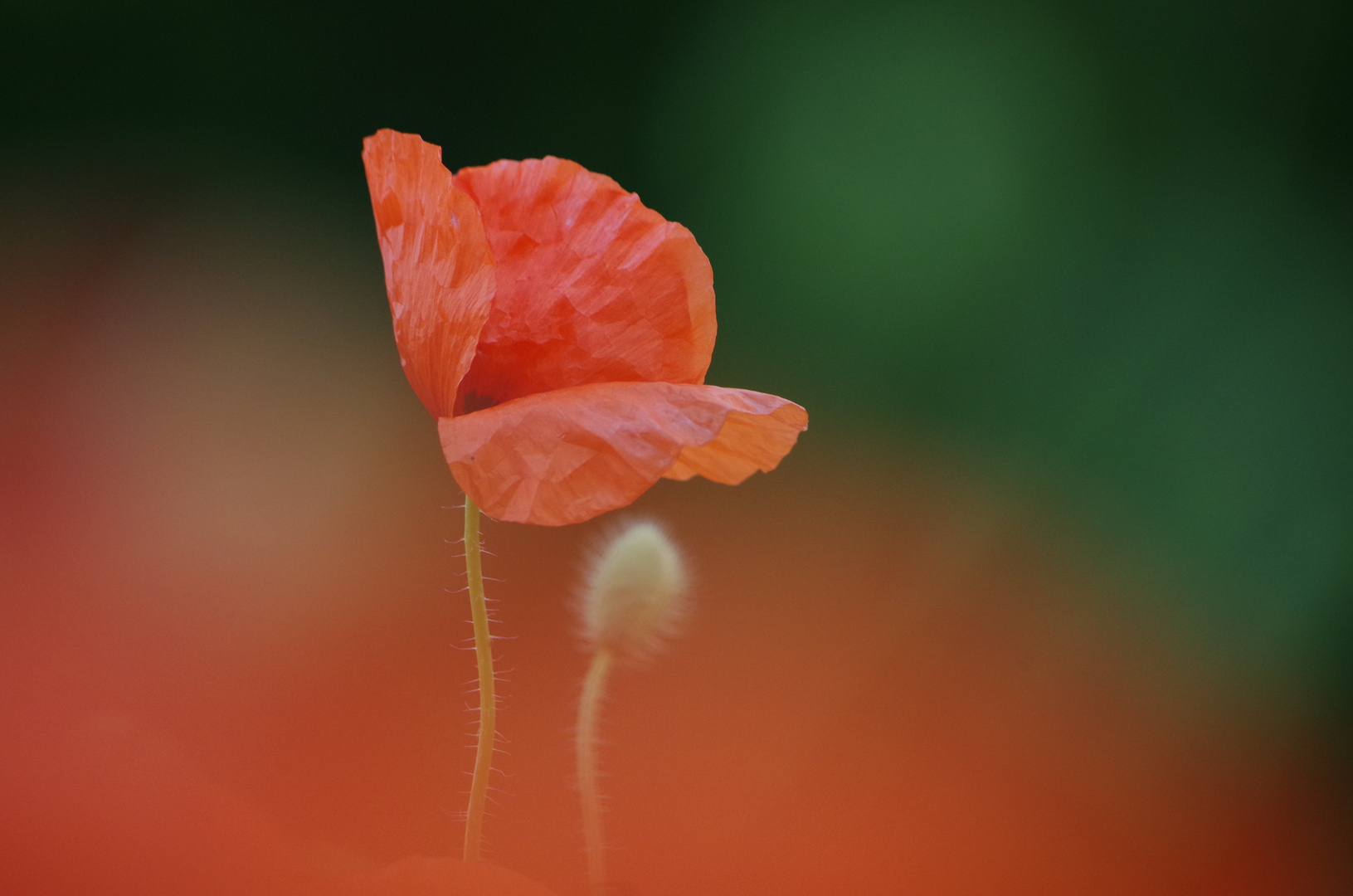 Mohn 1