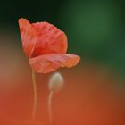 Mohn 1