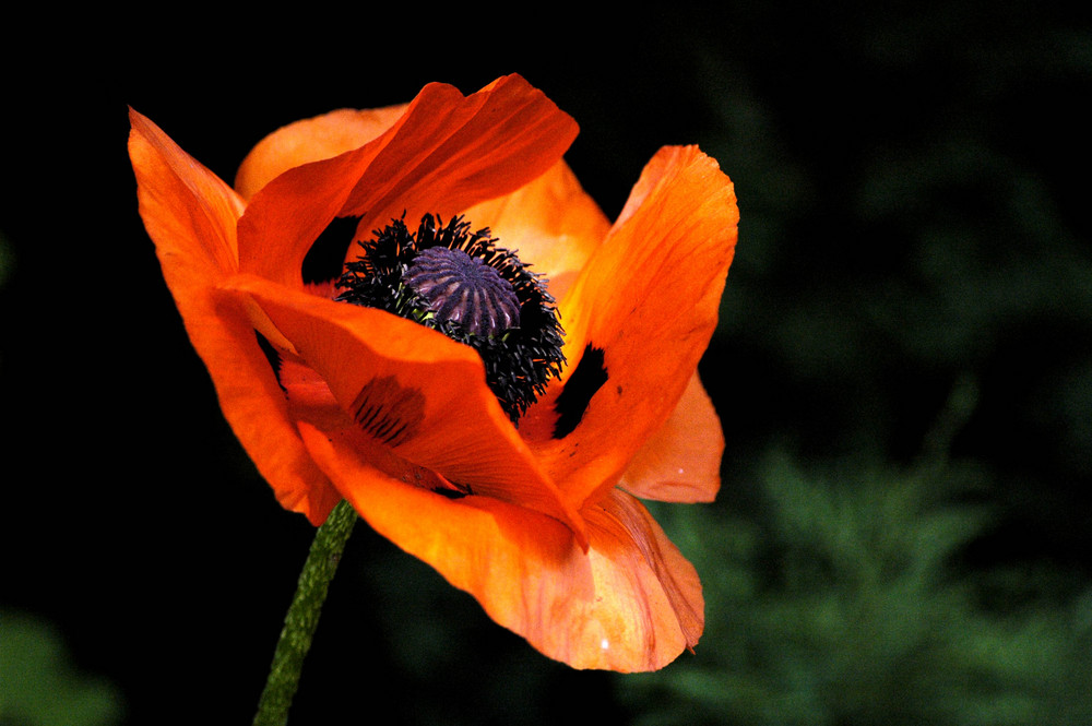 Mohn 1