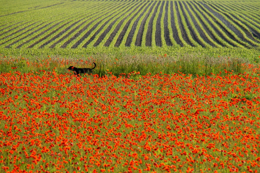 Mohn 1