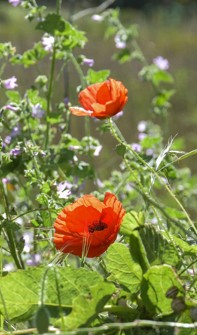 Mohn 1