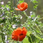 Mohn 1