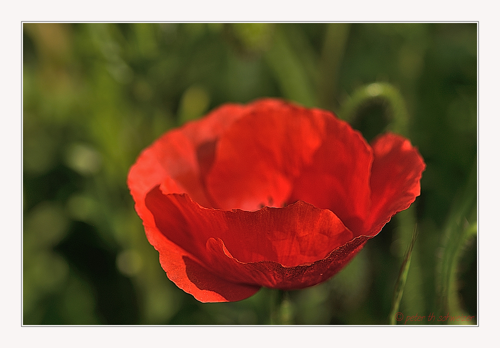 Mohn 1