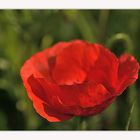 Mohn 1