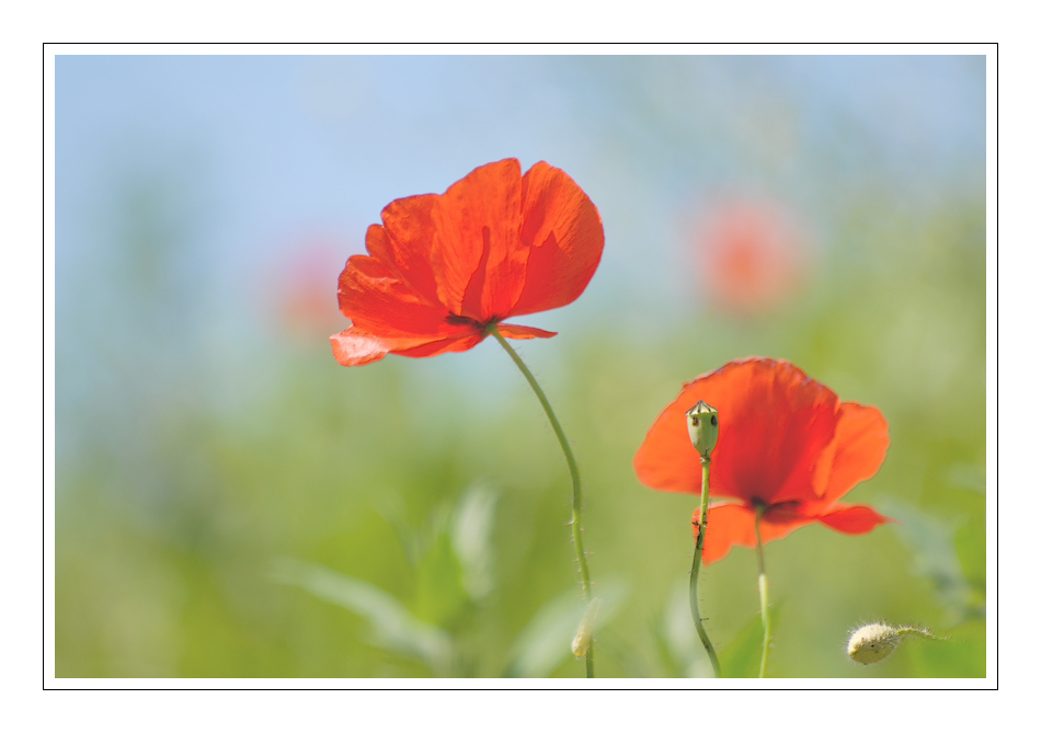 Mohn 1