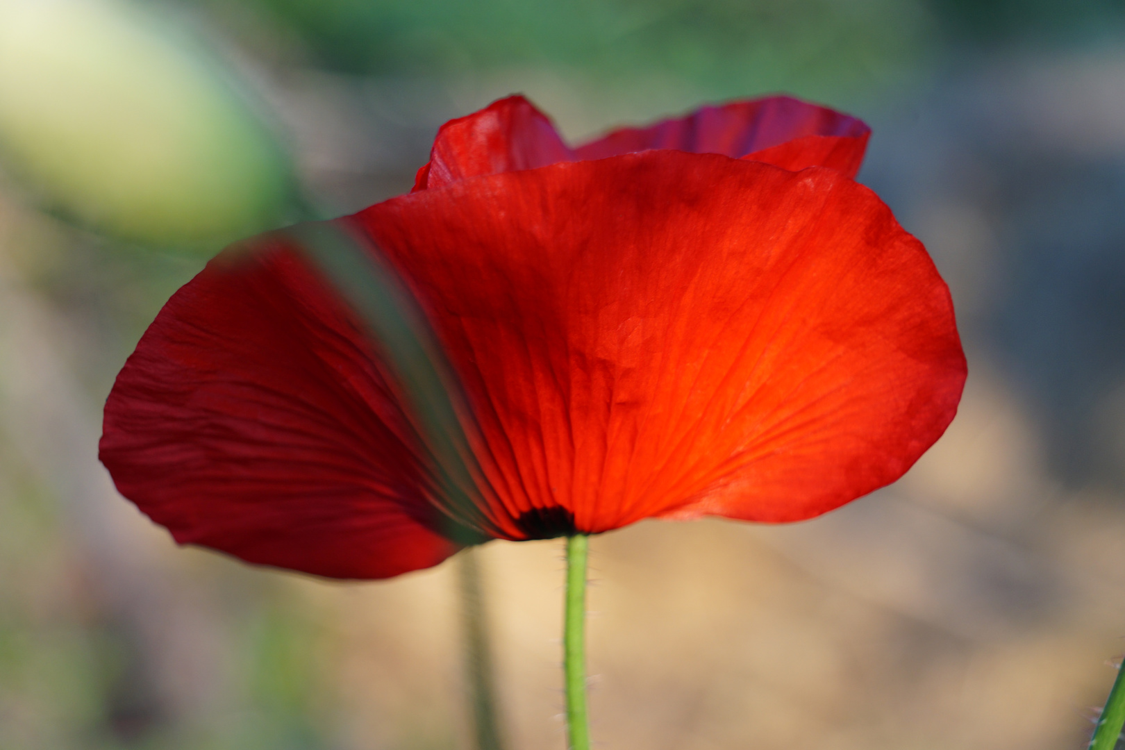 Mohn #1