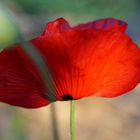 Mohn #1