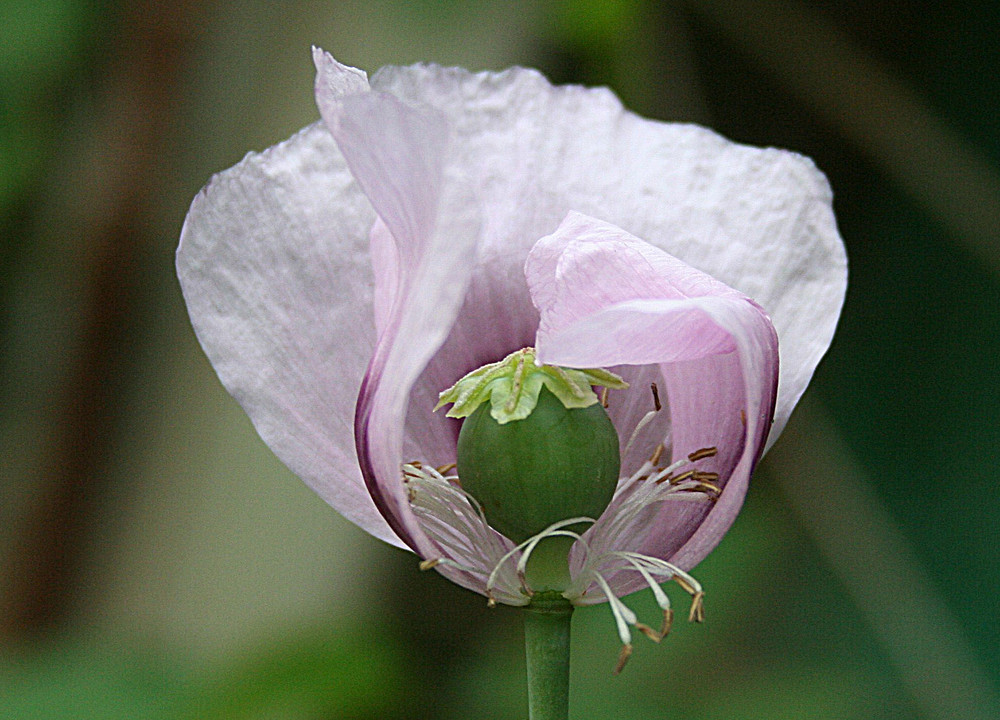 ~ Mohn 1 ~