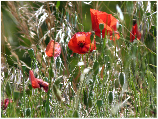 Mohn 1