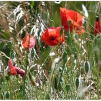 Mohn 1