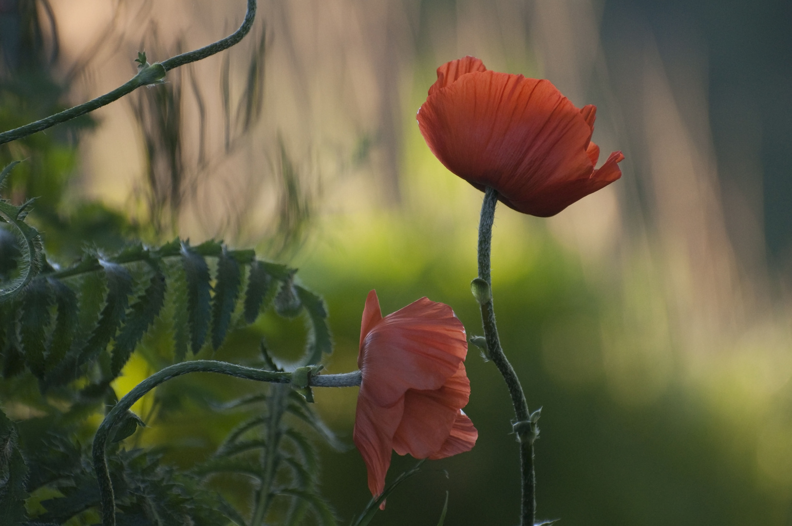 Mohn 1