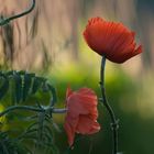 Mohn 1