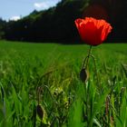 Mohn 1