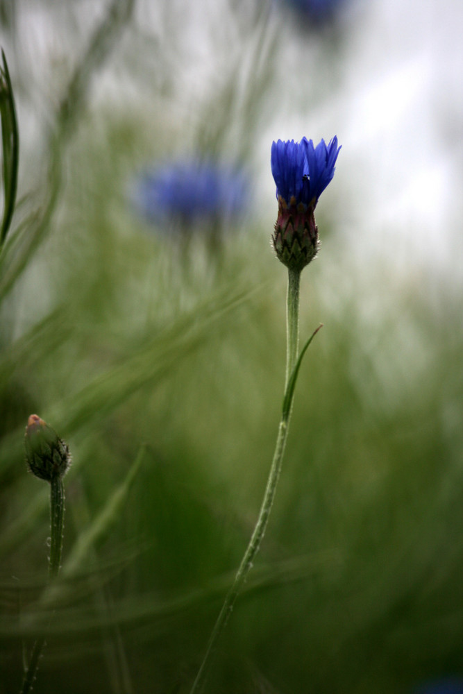 Mohn 1