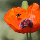 Mohn - 1 -