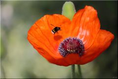 Mohn - 1 -