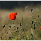 mohn-1