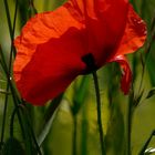 Mohn (1)