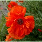 Mohn 1