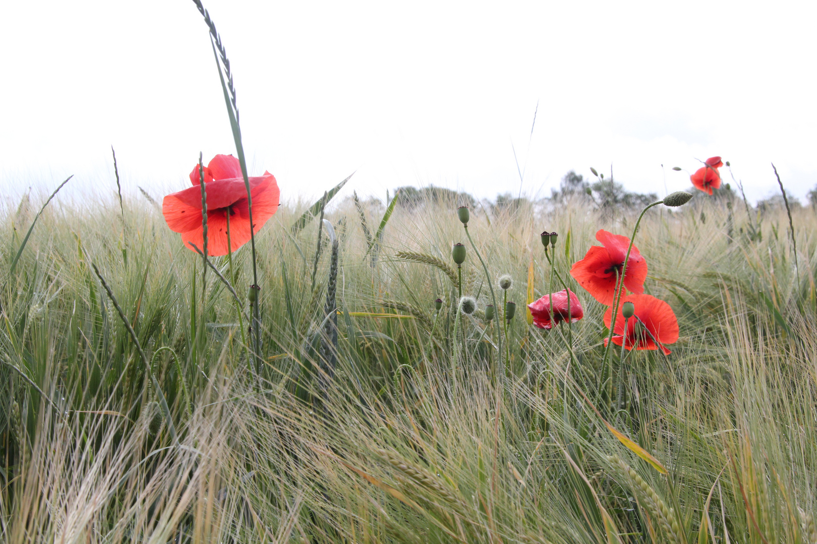 Mohn 1