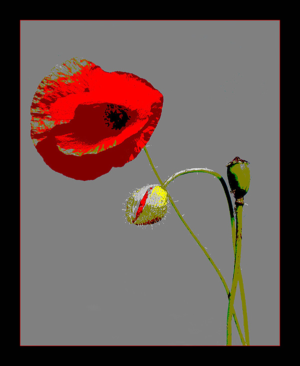 Mohn -1- (nochmals bearbeitet)