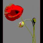 Mohn -1- (nochmals bearbeitet)