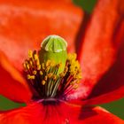 Mohn (1 von 1)