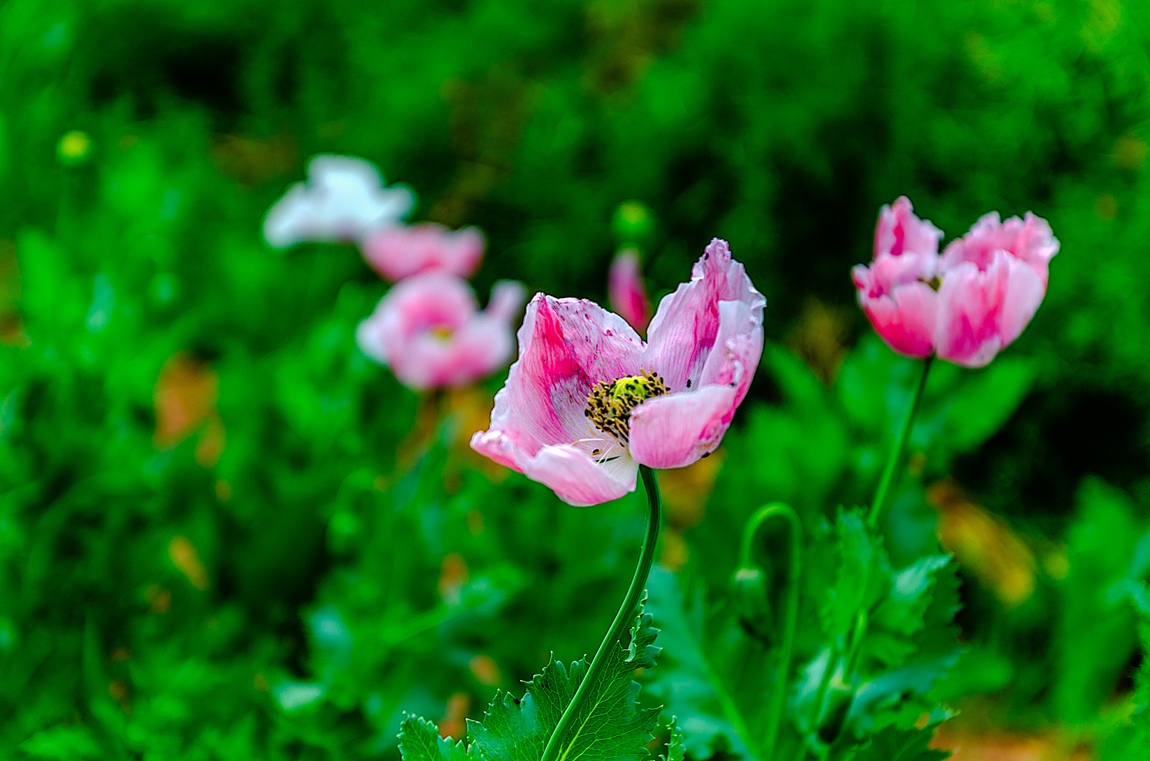 Mohn (1 von 1)