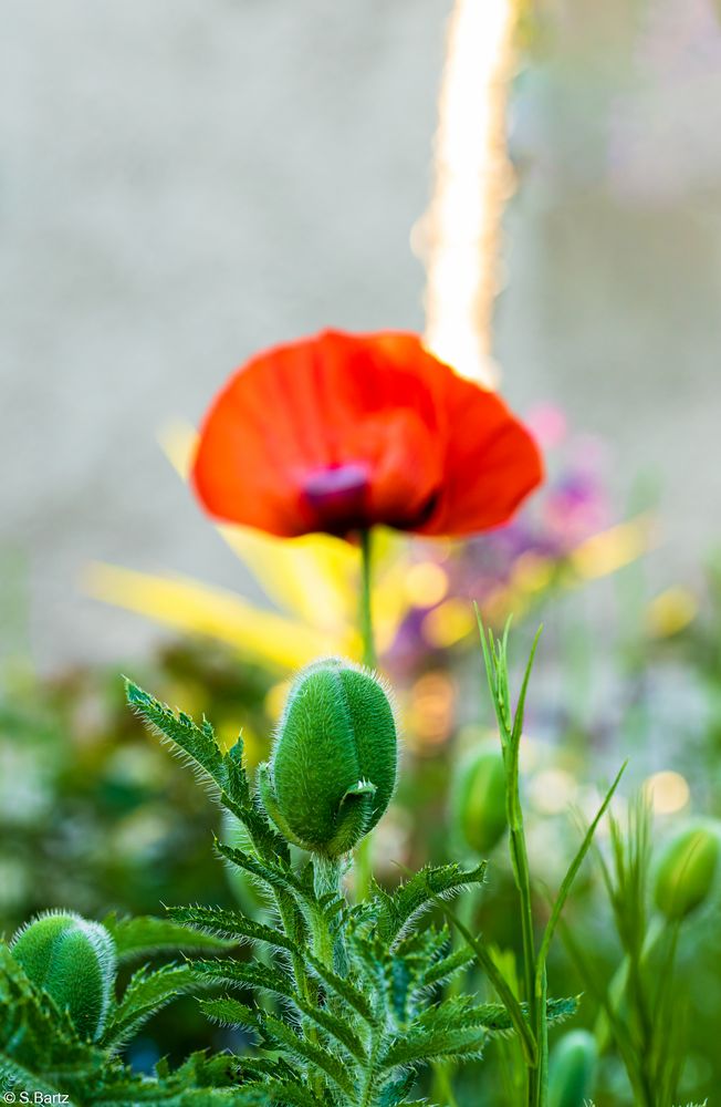 Mohn (10)