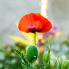 Mohn (10)