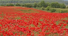 Mohn #10