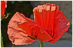 mohn 10