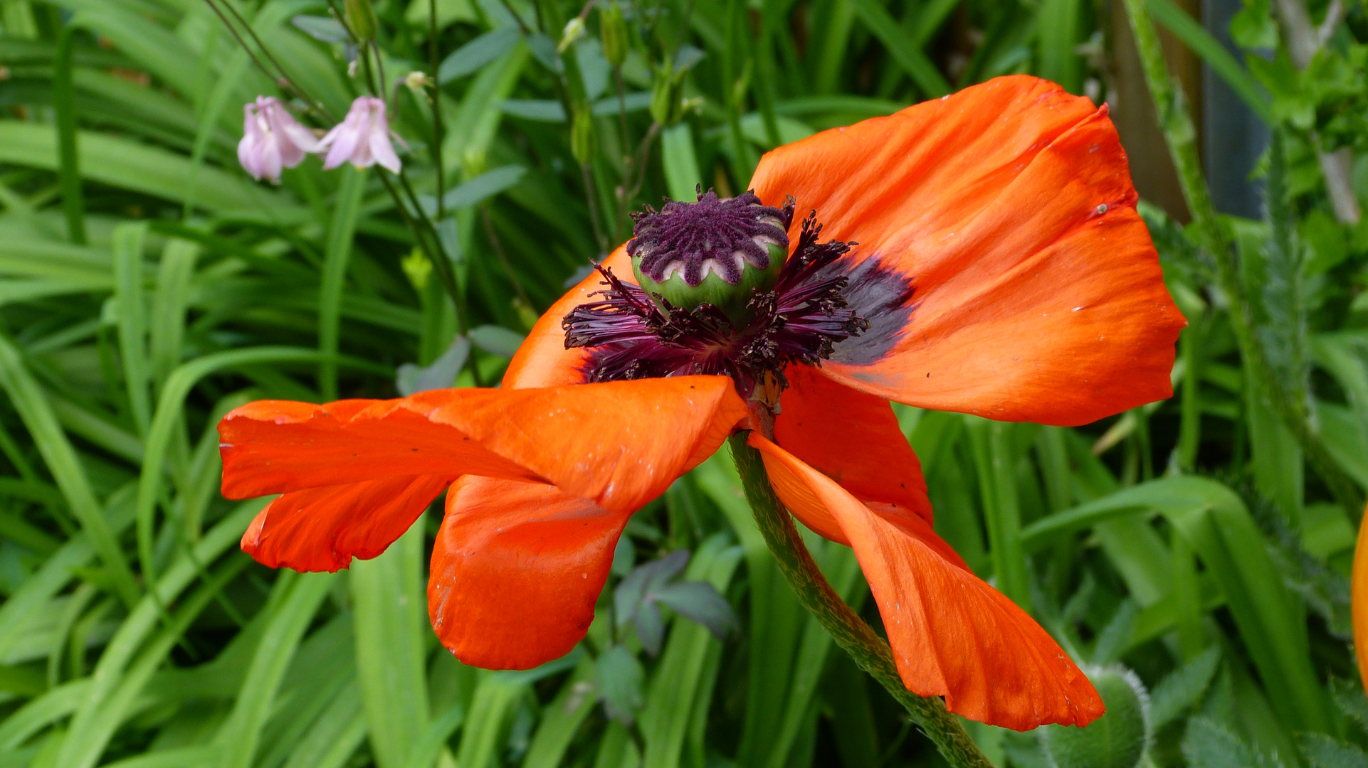 Mohn 10