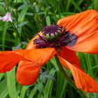 Mohn 10