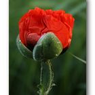 Mohn # 1001