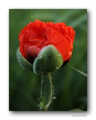 Mohn # 1001