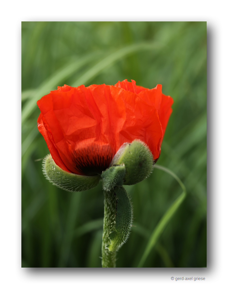 Mohn # 1005