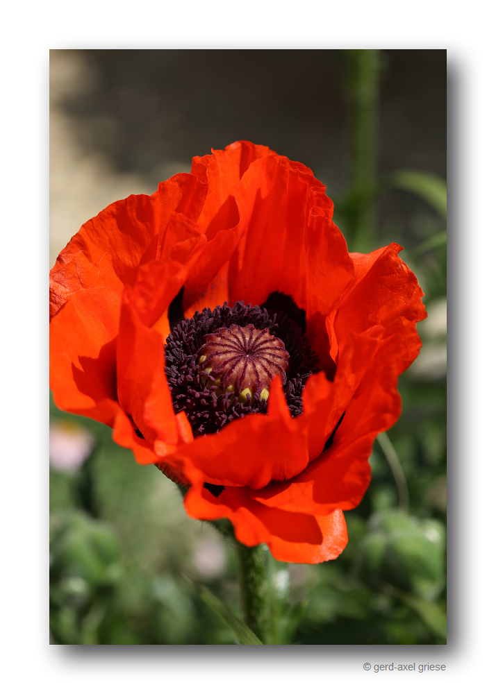 Mohn # 1013