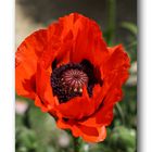 Mohn # 1013