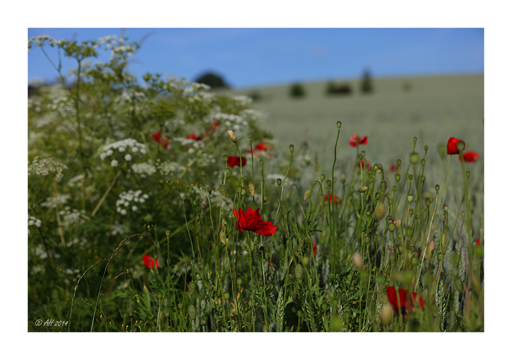 Mohn - 10/2014