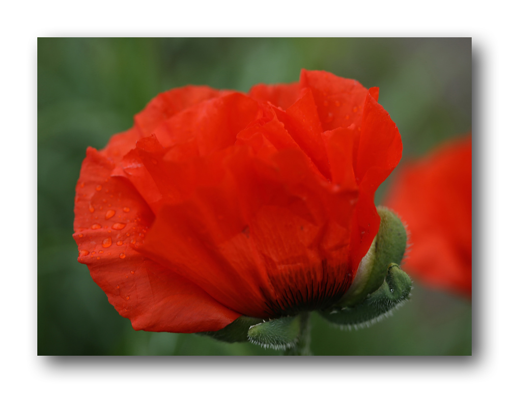 Mohn # 1029