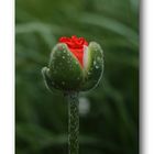 Mohn # 1031