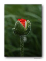 Mohn # 1031